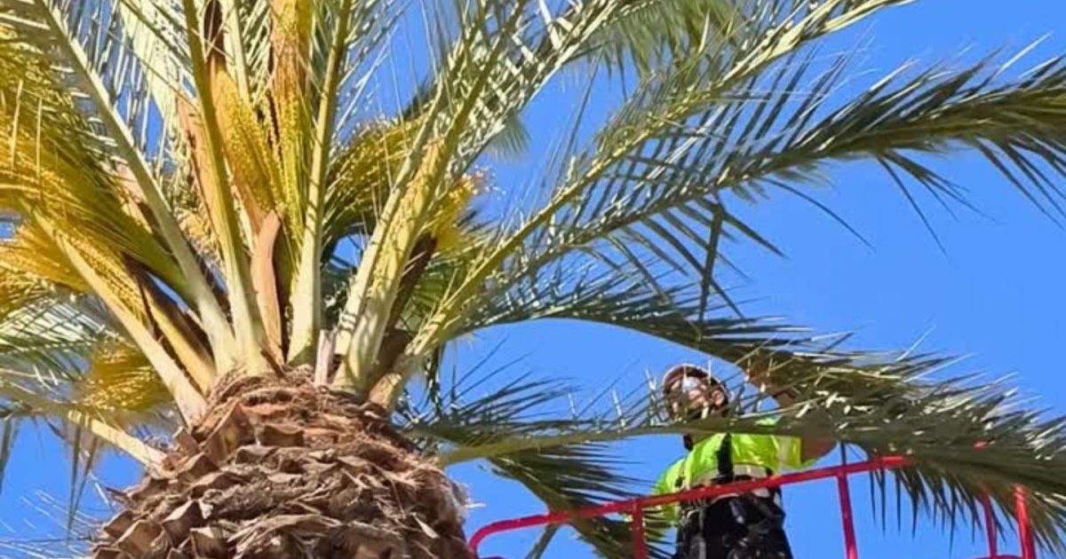 Es continuaran aplicant tractaments fitosanitaris nocturn contra el morrut de les palmeres per protegir la salut dels exemplars municipals.